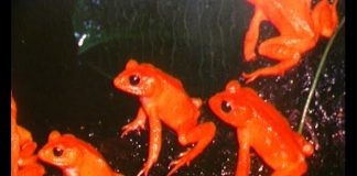 Fantastic Frogs PROMO