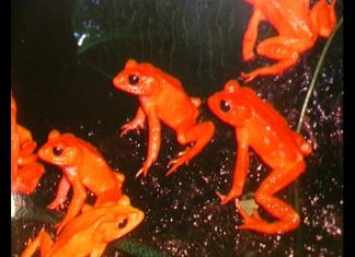 Fantastic Frogs PROMO