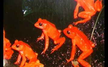 Fantastic Frogs PROMO