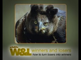 Crowned Eagle – The “King of the Forest”