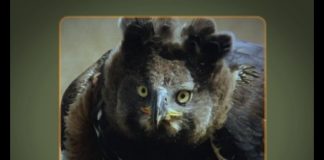 Crowned Eagle – The “King of the Forest”