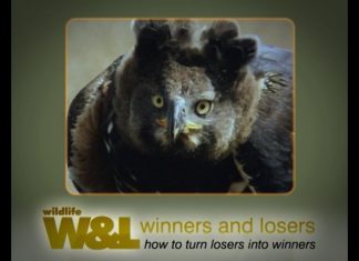 Crowned Eagle – The “King of the Forest”