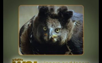 Crowned Eagle – The “King of the Forest”