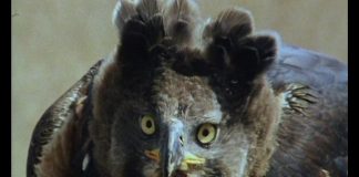 Crowned Eagle – The “King of the Forest” PROMO