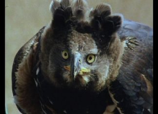 Crowned Eagle – The “King of the Forest” PROMO