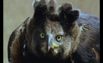 Crowned Eagle – The “King of the Forest” PROMO