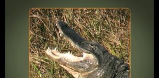 Florida’s Everglades – Part One – Anhingas and Alligators