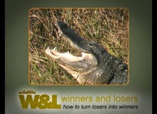 Florida’s Everglades – Part One – Anhingas and Alligators