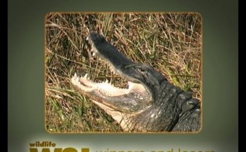 Florida’s Everglades – Part One – Anhingas and Alligators