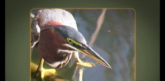 Florida’s Everglades – Part Two – Everglades For Ever?