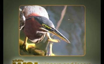 Florida’s Everglades – Part Two – Everglades For Ever?