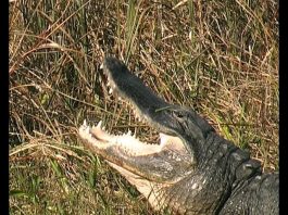 Florida’s Everglades PROMO