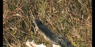 Florida’s Everglades PROMO