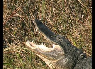 Florida’s Everglades PROMO