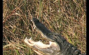 Florida’s Everglades PROMO
