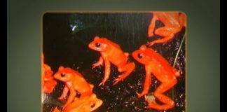 Fantastic Frogs