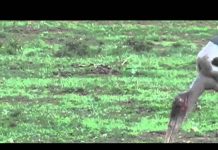 Freshly Squeezed Giraffe – Part 3