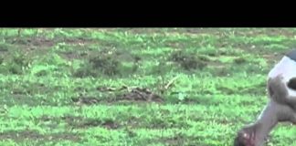 Freshly Squeezed Giraffe – Part 3