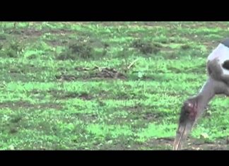 Freshly Squeezed Giraffe – Part 3