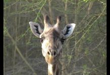 Freshly Squeezed Giraffe PROMO