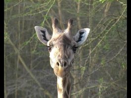 Freshly Squeezed Giraffe PROMO