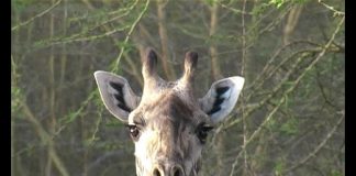 Freshly Squeezed Giraffe PROMO