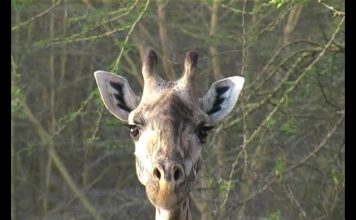 Freshly Squeezed Giraffe PROMO