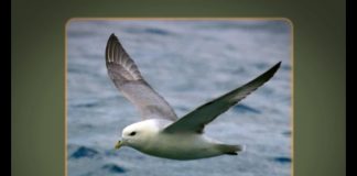 Fulmar – The Flying Dustbin – UPDATE