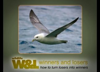 Fulmar – The Flying Dustbin – UPDATE