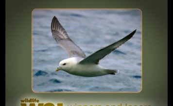 Fulmar – The Flying Dustbin – UPDATE