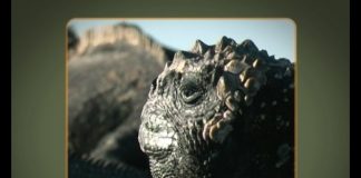 Galapagos NOW Part 1