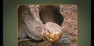 Galapagos NOW Part 2