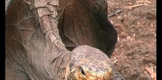 Galapagos NOW – PROMO