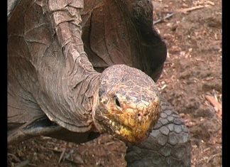 Galapagos NOW – PROMO