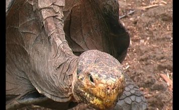 Galapagos NOW – PROMO