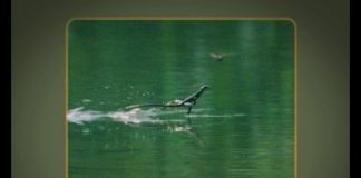 How Really Green Is Costa Rica? Part 1