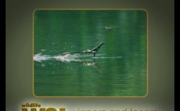 How Really Green Is Costa Rica? Part 1