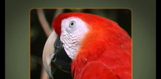 How Really Green Is Costa Rica? Part 2