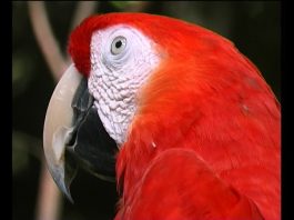 How Really Green Is Costa Rica? PROMO