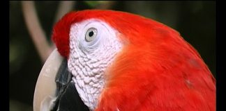 How Really Green Is Costa Rica? PROMO