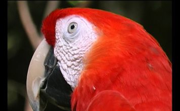 How Really Green Is Costa Rica? PROMO