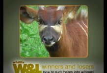 How to Save the Bongo