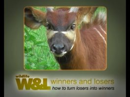 How to Save the Bongo