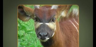 How to Save the Bongo