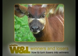 How to Save the Bongo