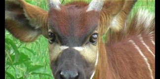 How to Save the Bongo PROMO