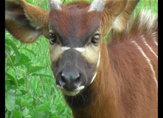 How to Save the Bongo PROMO