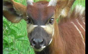 How to Save the Bongo PROMO