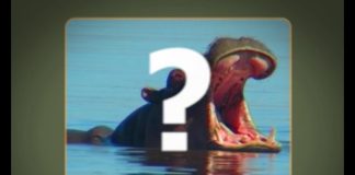 Africa’s Deadliest Animal?