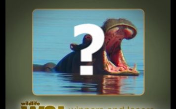 Africa’s Deadliest Animal?